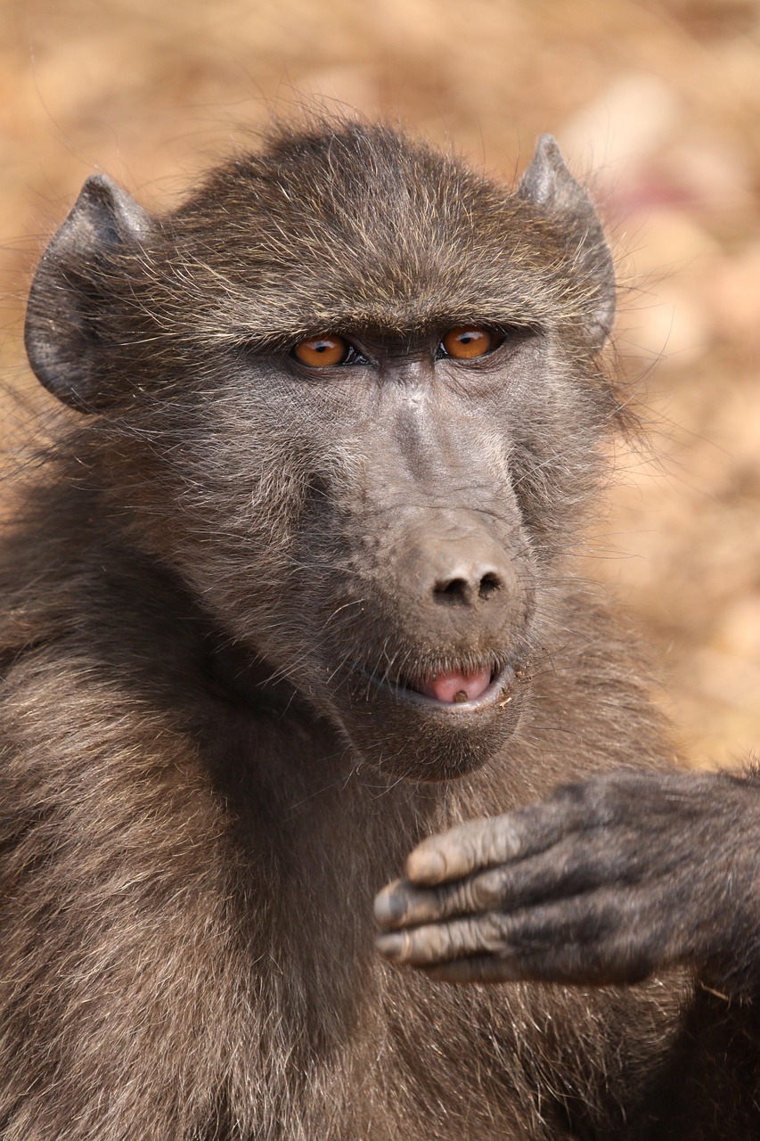 découvrez la rpa (robotic process automation) : une technologie qui automatise les tâches répétitives en entreprise, améliore l'efficacité et réduit les erreurs pour optimiser vos processus métiers.